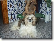 icu, Shih-Tzu
