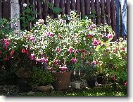 Fuchsia