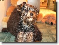 Jorkšírský terier, Yorkshire Terrier,