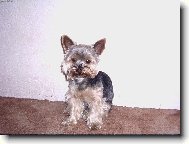Jorkšírský terier, Yorkshire Terrier,