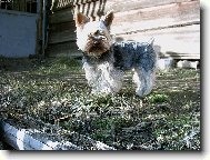 Jorkšírský terier, Yorkshire Terrier,
