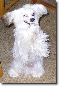 Chinese Crested Dog