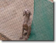 Weimaraner, Weimaraner Vorsterhund