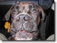 Deutscher Boxer