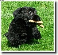 Czech Terrier