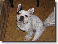 Bouledogue francais, French Bulldog