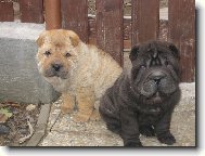 Shar-Pei