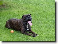 Deutscher Boxer