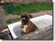Deutscher Boxer