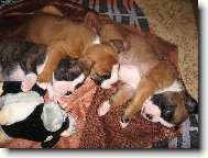 Deutscher Boxer
