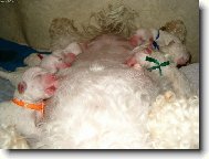 Bichon á poil frisé, Bichon Frise