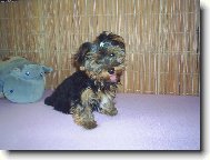 Jorkšírský terier, Yorkshire Terrier,
