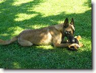Chien de Berger Belge - Malinois
