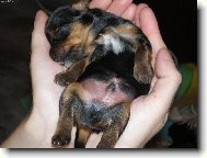 Jorkšírský terier, Yorkshire Terrier,