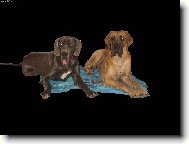 Deutsche Dogge