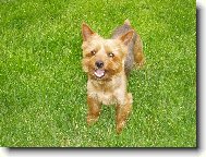Jorkšírský terier, Yorkshire Terrier,