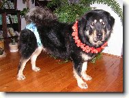 Tibetan Mastiff