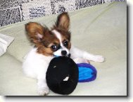 Papillon