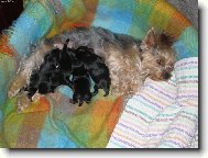Jorkšírský terier, Yorkshire Terrier,