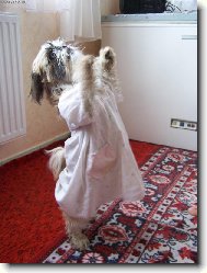 icu, Shih-Tzu