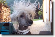 Chinese Crested Dog