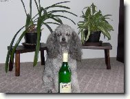 Poodle, Caniche