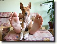 Congo Dog