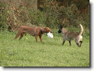 Chien de Berger Belge - Malinois