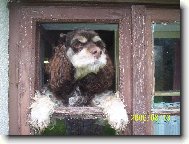 American Cocker Spaniel