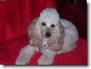 Poodle, Caniche
