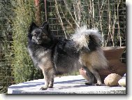 Deutscher spitz - Mittelspitz, German Spitz Medium size Spitz