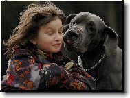Deutsche Dogge
