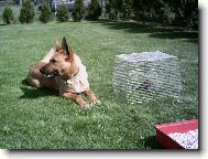 Chien de Berger Belge - Malinois