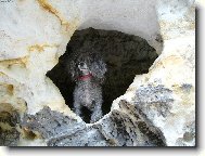 Poodle, Caniche