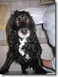 American Cocker Spaniel