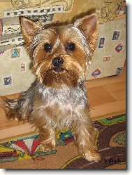 Jorkšírský terier, Yorkshire Terrier,