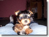 Jorkšírský terier, Yorkshire Terrier,