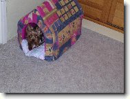Jorkšírský terier, Yorkshire Terrier,