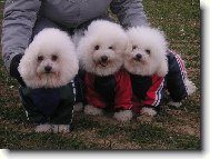 Bichon á poil frisé, Bichon Frise
