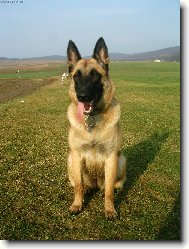 Chien de Berger Belge - Malinois