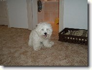 Bichon á poil frisé, Bichon Frise