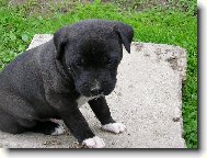Staffordshire Bullterrier