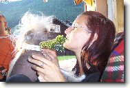 Chinese Crested Dog