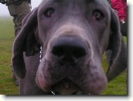 Deutsche Dogge