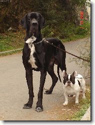 Deutsche Dogge