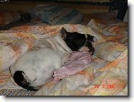 Bouledogue francais, French Bulldog