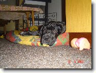 Deutsche Dogge