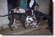 Deutsche Dogge