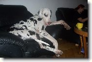 Deutsche Dogge