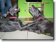 Deutsche Dogge